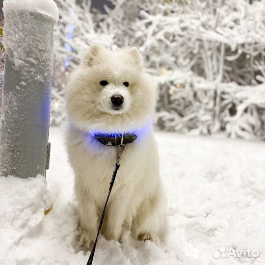 Выгул собак