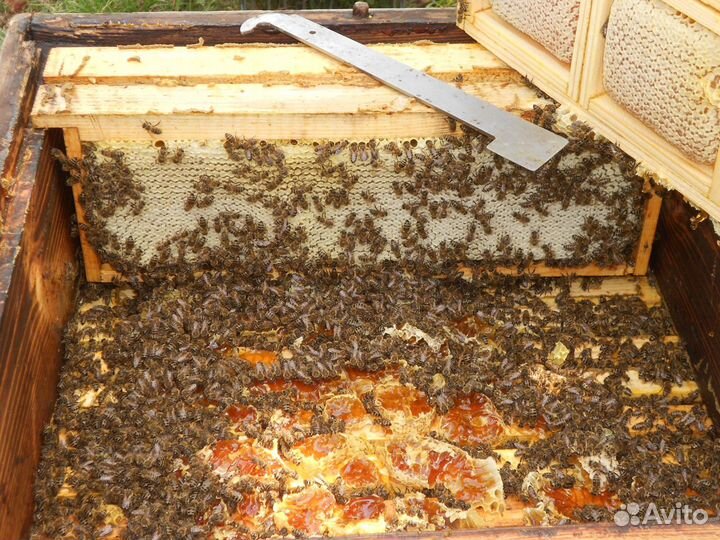 Мед цветочный 2023 года, оптом и в розницу