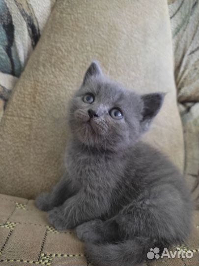 Британская