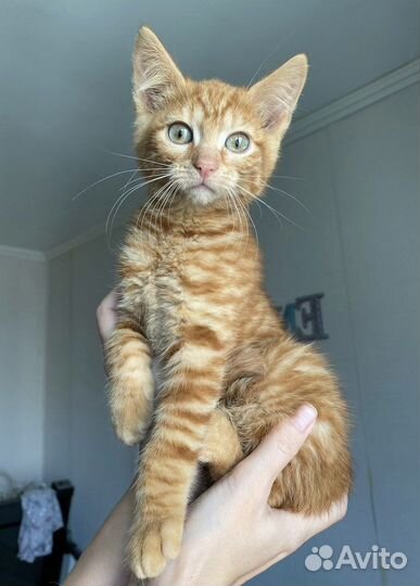 Солнечные котята в дар