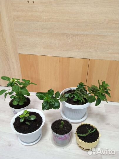 Толстянка, кактус, алоэ, каланхоэ