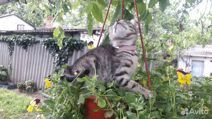 Котики для души)