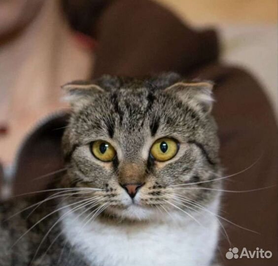 Ласковая вислоушка Глэдис в поисках дома