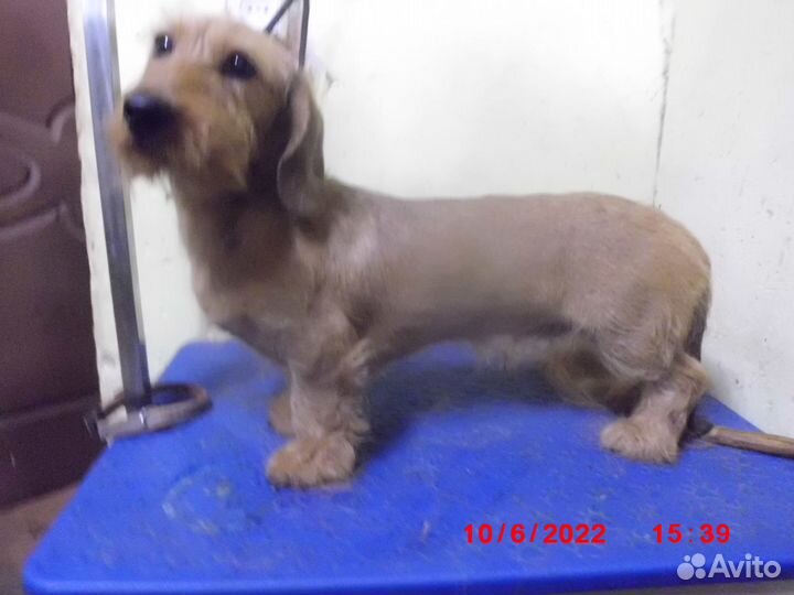 Тримминг такс