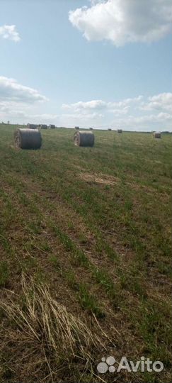 Продам сено