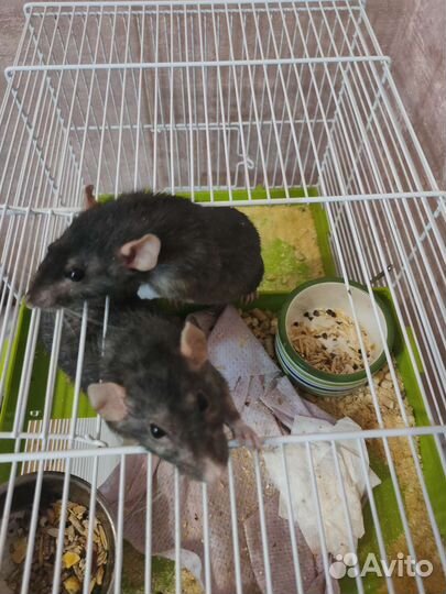 Крысок дамбо отдам