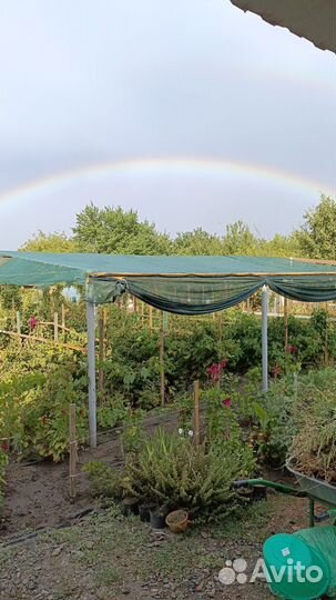 Ремонтантная малина