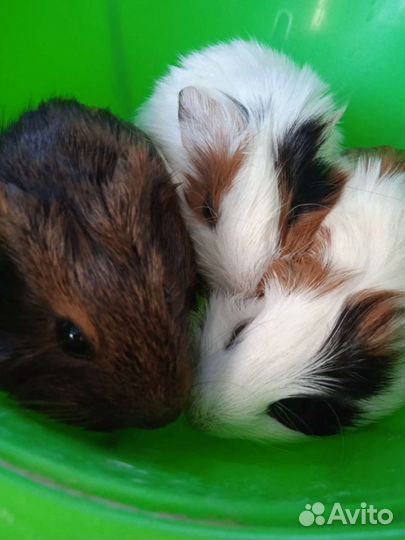 Передержка животных