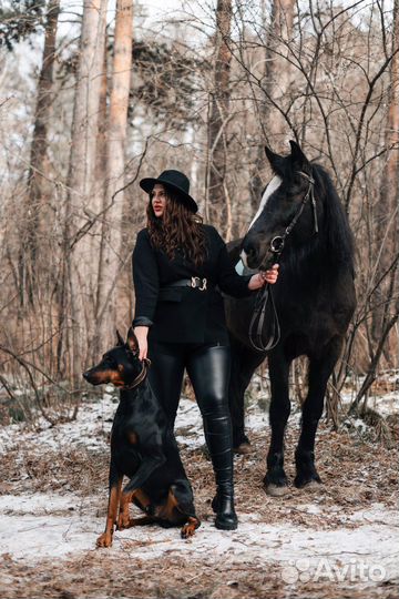 Доберман для фотосессии