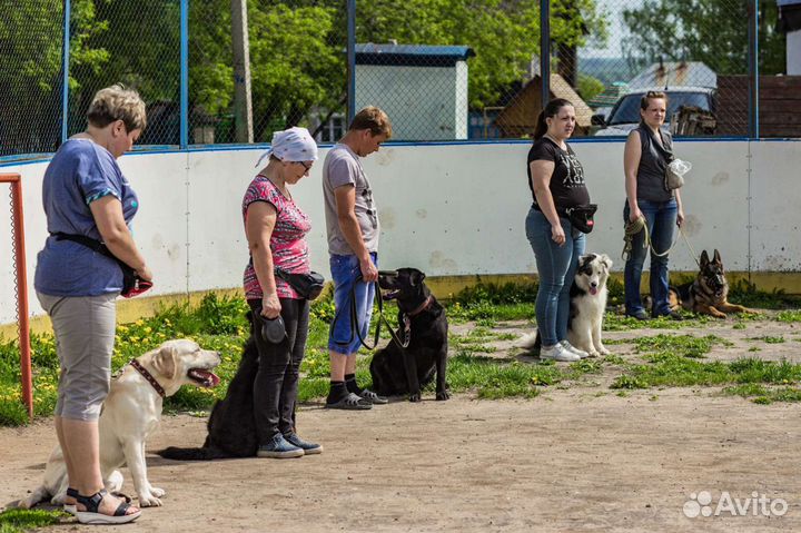 Кинолог с выездом на дом