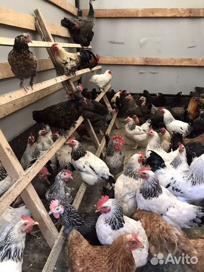 Куры Несушки,Петухи,Утки,Цесарки,Голуби