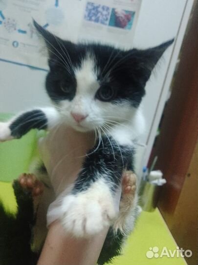 Очень трогательные котята в добрые руки