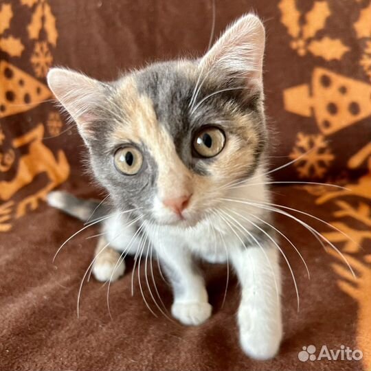 Котёнок Плюша в добрые руки