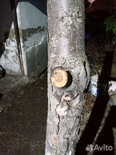 Яблоня и груша