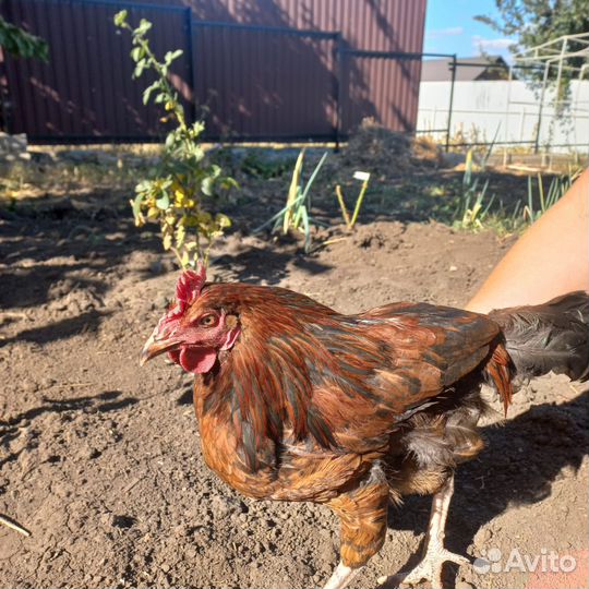 Молодые петухи в рядом