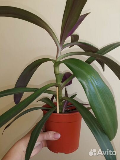 Традесканция рео, хавортия, алоэ