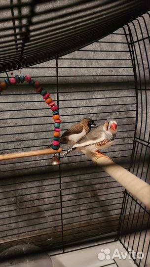 Амадины с клеткой