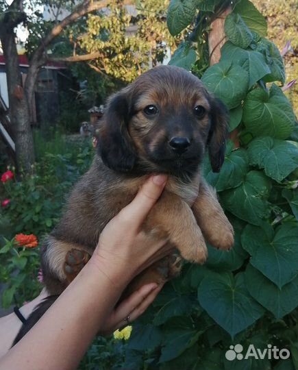 Отдам в добрые, заботливые руки