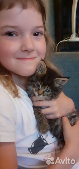 Подарю красивых котят