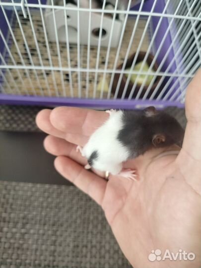 Крыса дамбо