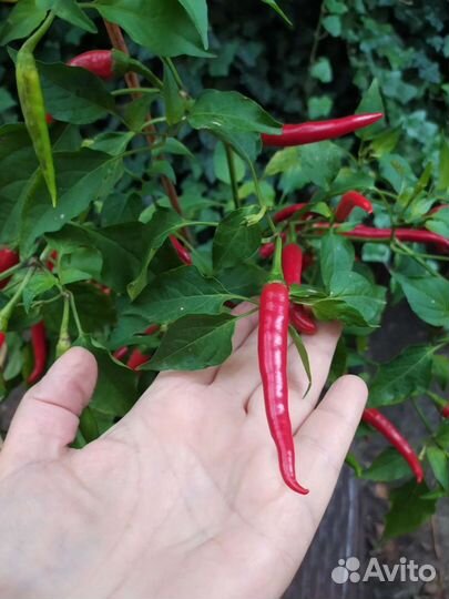 Семена жгучего Тайского перца, Восточный гость