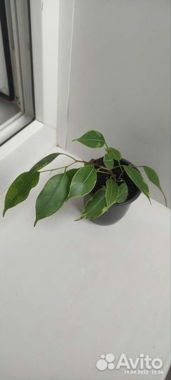 Фикусы сортовые