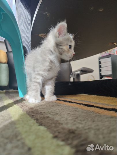 Котенок в добрые руки
