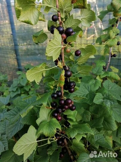Бурая крупноплодная смородина Приморский чемпион