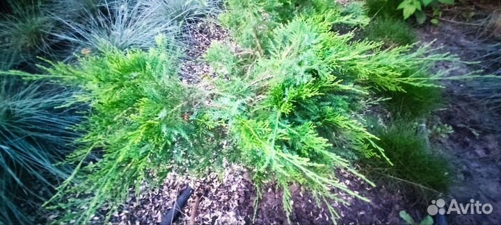 Можжевельник минт джулеп