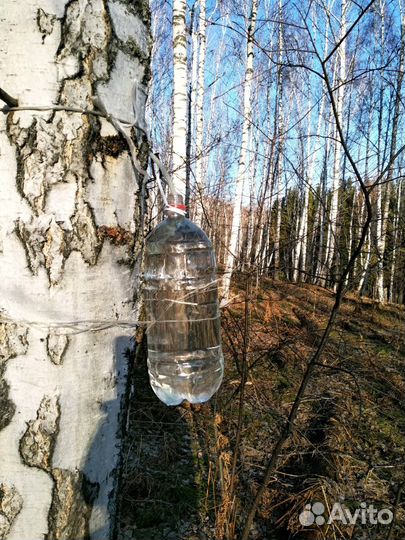 Сок березовый 2024