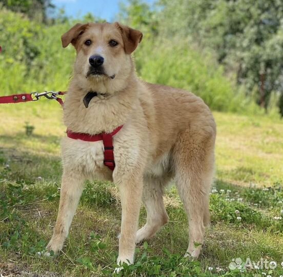 Собака в добрые руки