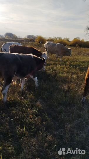 Продам быков и телок