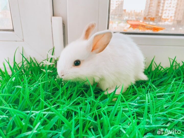 Карликовый кролик мини