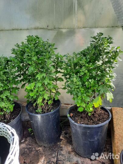 Хризантема Эльф