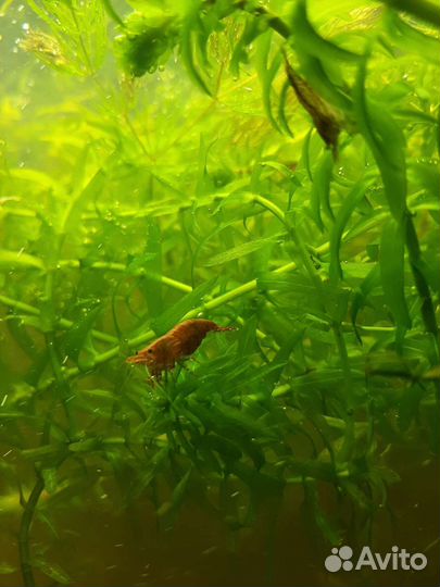 Аквариумное растение