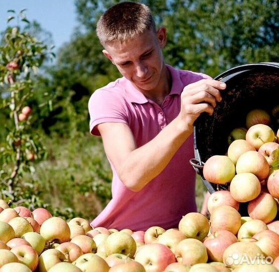 Сборщик на вахту