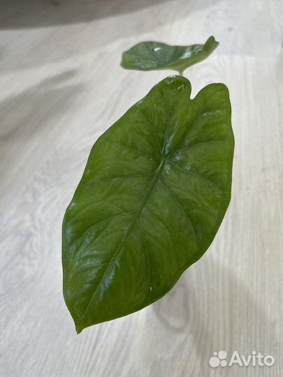 Детки алоказий