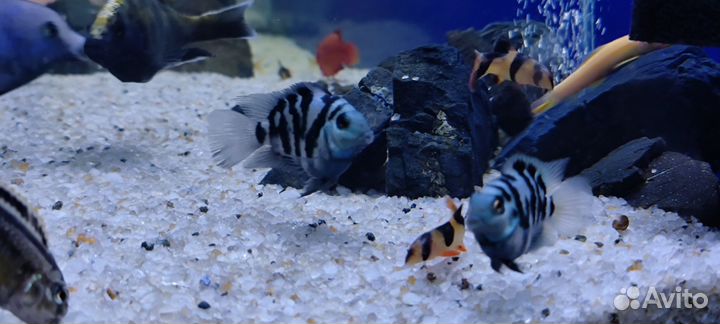 Рыбки цихлиды