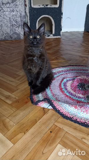 Котята Мейн Кун