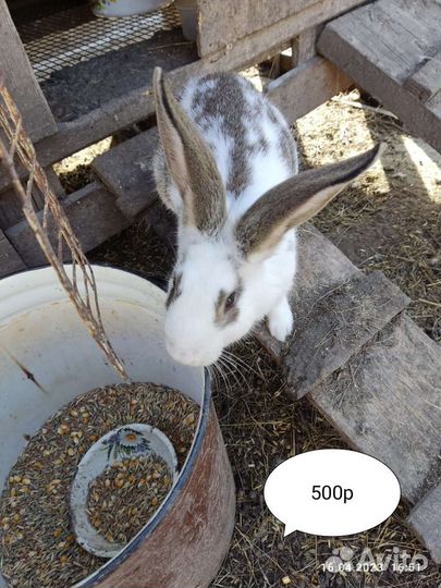 Кролики порода бабочки