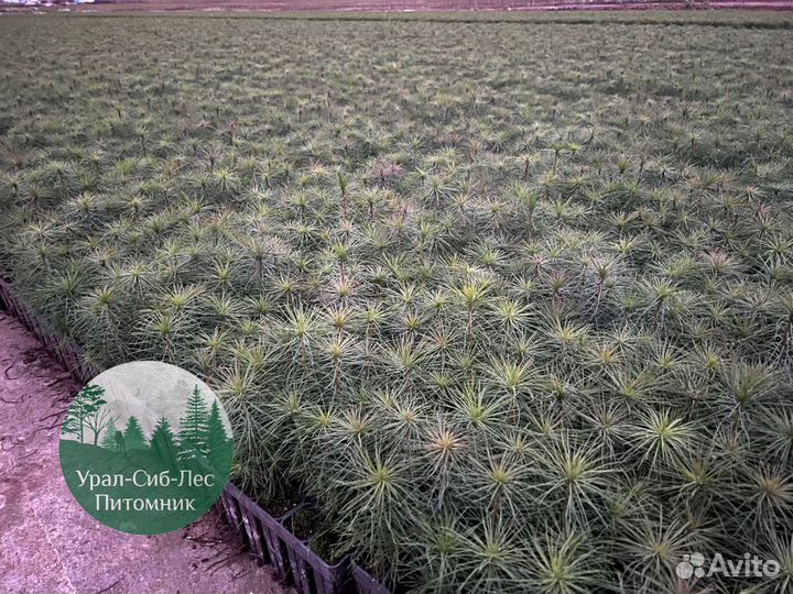 Сеянцы зкс Сосна окс Ель Лиственница Горная