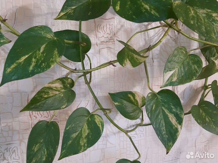 Сциндапсус