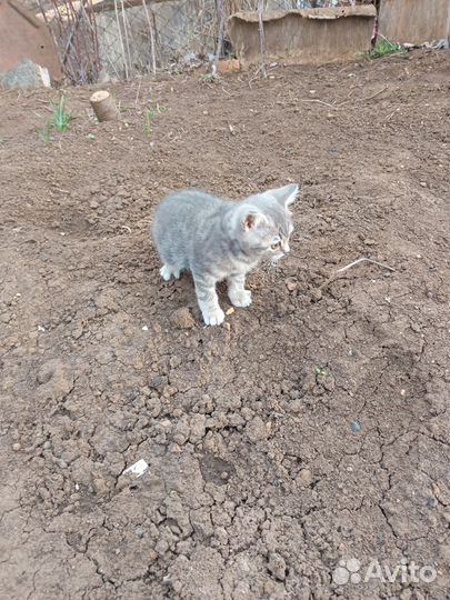 Британский. котенок девочка