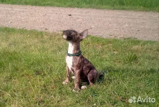 Бультерьер