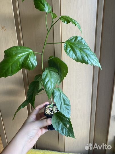 Гибискус китайская роза красная махровая