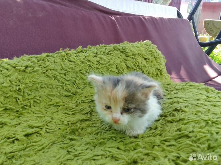Котёнок девочка в добрые и заботливые руки