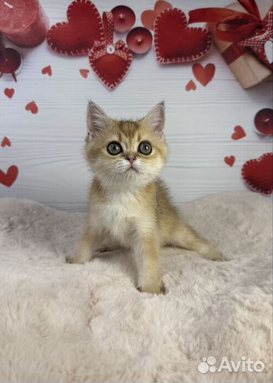 Шотландская золотая девочка