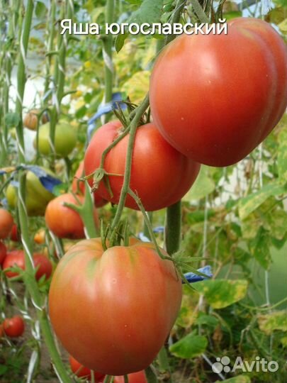 Помидоры высокие рассада