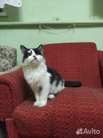 Кошка Ксюшка
