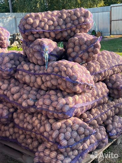 Продается крупный картофель